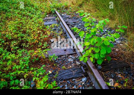 La vegetazione cresce su binari ferroviari in disuso, la Stiria, l'Austria Foto Stock