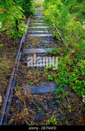 La vegetazione cresce su binari ferroviari in disuso, la Stiria, l'Austria Foto Stock