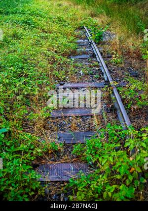 La vegetazione cresce su binari ferroviari in disuso, la Stiria, l'Austria Foto Stock