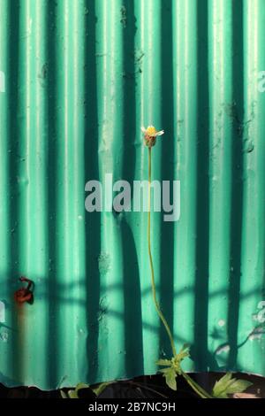 Erba, fiori piccoli accanto alla recinzione, foglio galvanizzato, piccoli fiori su foglio galvanizzato verde vecchio sfondo mattina per il design Foto Stock