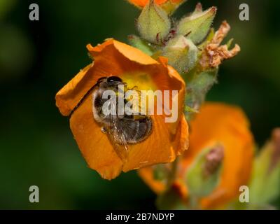 Una foto macro di un'ape selvaggia nativa dell'Arizona che sembra dormire all'interno di un fiore di fiori. Foto Stock