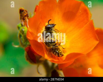 Una foto macro di un'ape selvaggia nativa dell'Arizona che sembra dormire all'interno di un fiore di fiori. Foto Stock