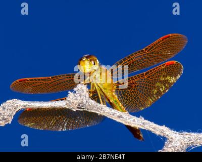 Una libellula dorata nativa dell'Arizona che si crogiolava al sole del mattino. Foto Stock