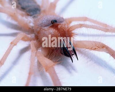 Una foto macro di un Arizona Sun Spider. Questa creatura non è un vero ragno. Non può girare seta e non ha veleno come un vero ragno. È in t Foto Stock