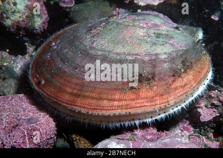 Atlantic Deep-capesante di mare sott'acqua nel fiume San Lorenzo in Canada Foto Stock