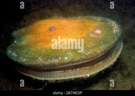 Atlantic Deep-capesante di mare sott'acqua nel fiume San Lorenzo in Canada Foto Stock