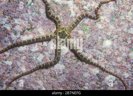 Fragile Sea Star sott'acqua nel San Lorenzo in Canada Foto Stock