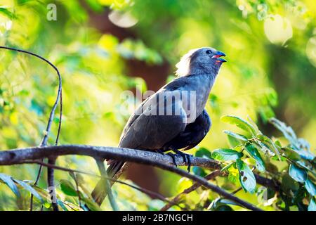 Gray Lourie (uccello di partenza) arroccato in un albero nel Parco Nazionale Kruger, Sud Africa Foto Stock