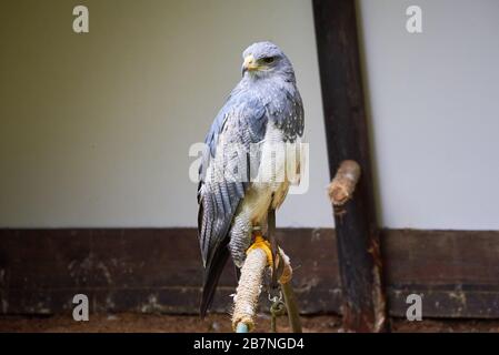 Aquila buzzarda a falconeria (Geranoaetus melanoleucus) Foto Stock