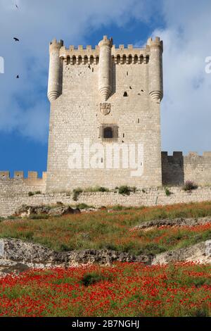 Wildflower super fiore circonda il castello di Peñafiel a Castiglia e León, Spagna. Campi di papaveri germogliati nella regione dopo una sorgente umida e. Foto Stock