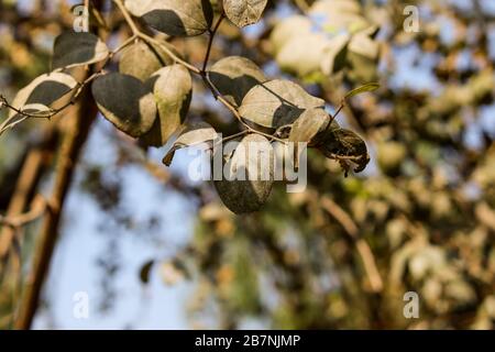 Foglia impressionante in Bangladesh Foto Stock