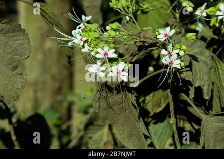 Foglia impressionante in Bangladesh Foto Stock