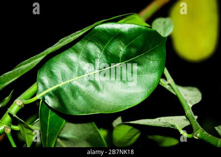 Foglia impressionante in Bangladesh Foto Stock