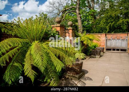 Enorme Dicksonia antartide (felci d'albero) che cresce nella tenuta di Tyntesfield, nr Wraxall, North Somerset, Inghilterra, Regno Unito Foto Stock