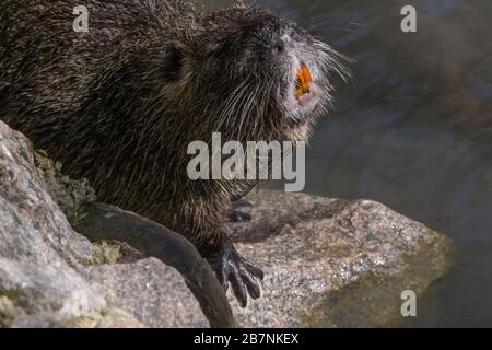 primo piano di coypu che mostra denti arancioni Foto Stock