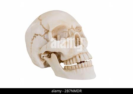 Cranio umano isolato su sfondo bianco. Foto Stock