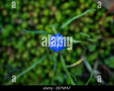 Vista dall'alto di un singolo fiore muscari (iacinto d'uva) Foto Stock