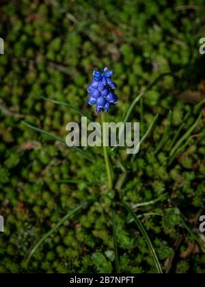 Fiore singolo muscari (giacinto di uva) in letto di fiori Foto Stock