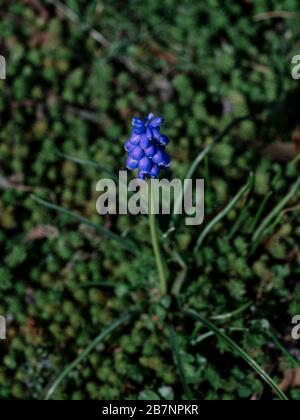 Fiore singolo muscari (giacinto di uva) in letto di fiori Foto Stock