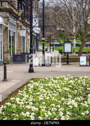 Fiori primaverili nel Montpelier Quarter Harrogate North Yorkshire Inghilterra Foto Stock