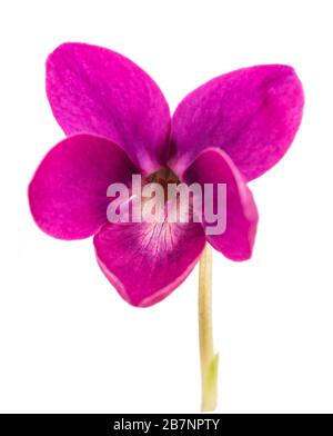 Viola odorata Rosso Fiori Fascino isolato su bianco Foto Stock