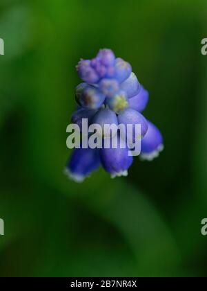 Primo piano di muscari fioriti (giacinto di uva) visto dall'alto Foto Stock