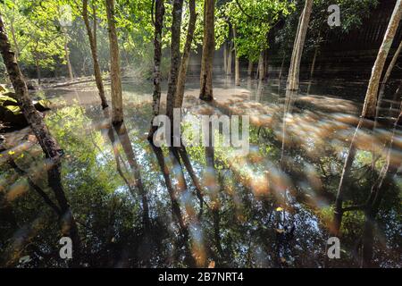 foresta allagata in primavera in retroilluminazione Foto Stock