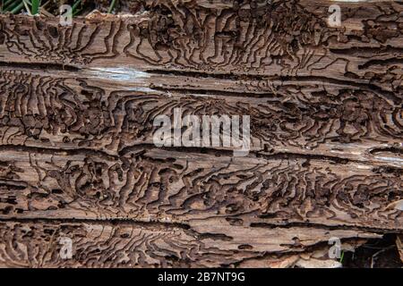 Corteccia dell'albero con tracce di alimentazione del coleottero della corteccia Foto Stock