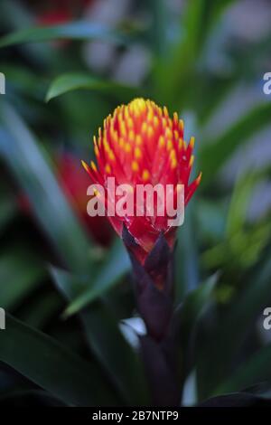 Guzmania Conifera Foto Stock