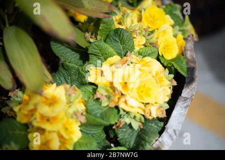 Begonie gialli Foto Stock