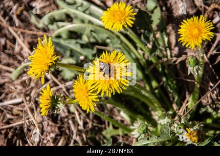 Dandelion flowers are visited by insects Foto Stock