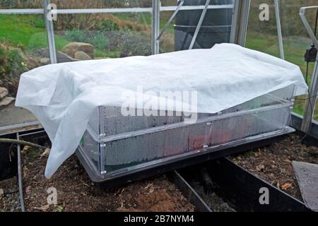 Semi che si propagano all'interno di una serra in un chiodo di plastica coperto con feltro da giardinaggio per proteggere dal freddo in primavera GALLES REGNO UNITO KATHY DEWITT Foto Stock