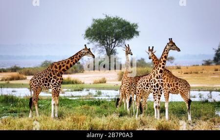 Giraffa ugandese al lago Albert, Murchison Falls Uganda Foto Stock