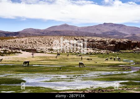 Lama e Vicuna al pascolo dell'Altiplano Bolivia Foto Stock