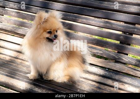 Il cane Pomeranian carino siede su una panchina con un sorriso felice e guarda via Foto Stock