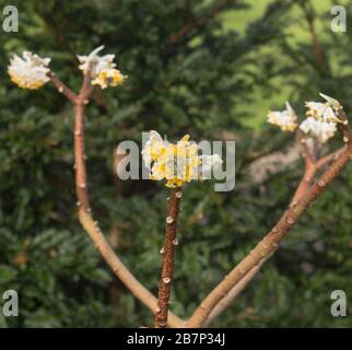 Primavera Fiore testa di un deciduo arbusto Paperbush (Edgeworthalia chrysantha 'grandiflora') crescere in un Country Cottage Garden in Devon rurale, Inghilterra, Regno Unito Foto Stock