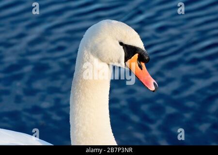 Mute Swan (cygnus olor), primo piano della testa e del collo di un uccello maschile. Foto Stock