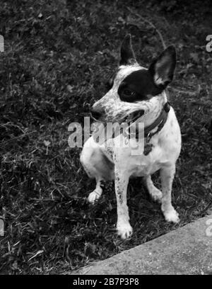 Cane bianco e nero seduto, foto in bianco e nero Foto Stock