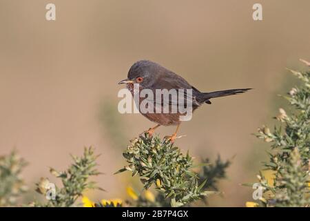 Dartford trillo (Sylvia undata) Foto Stock