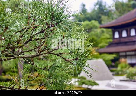 Pino bagnato nel giardino con gocce d'acqua su di esso Foto Stock