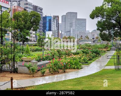 Parco delle rose di Nakanoshima durante la pioggia ad Osaka Foto Stock