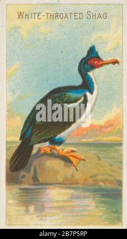 Shag dal colore bianco, della serie Birds of the Tropics (N5) per Allen &amp; Ginter Cigarettes Brands, 1889. Foto Stock