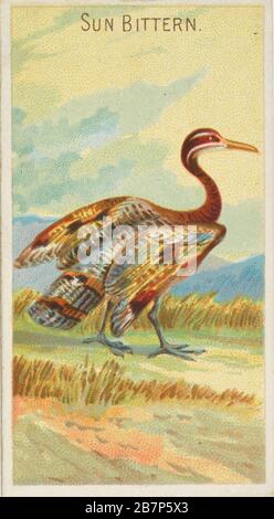 Sun Bittern, della serie Birds of the Tropics (N5) per Allen &amp; Ginter Cigarettes Brands, 1889. Foto Stock