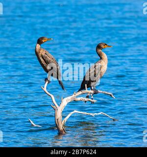 Due cormorani a doppia cresta che si stadono su un albero morto vicino all'acqua, guardando nella stessa direzione Foto Stock