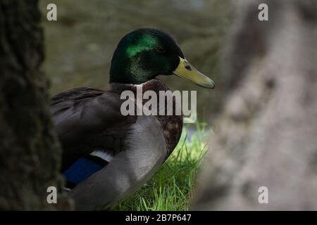 Ritratto di un maschio anatra mallard tra due tronchi, accanto a uno stagno Foto Stock