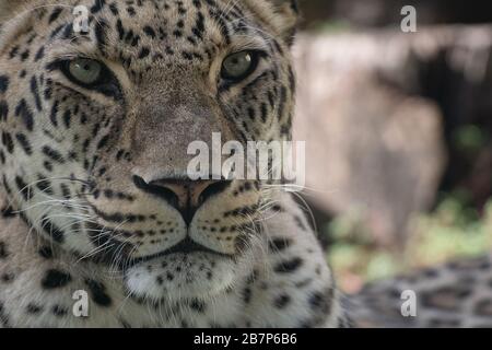 Primo piano ritratto faccia di una bella donna Asian leopard Foto Stock