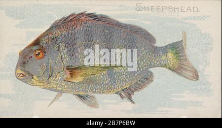 Sheepshead, della serie Fish from American Waters (N8) per Allen &amp; Ginter Cigarettes Brands, 1889. Foto Stock