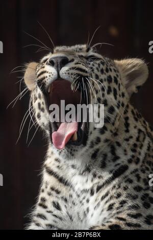 Ritratto di un giovane leopardo asiatico che urla al buio Foto Stock