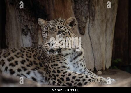 Bella ragazza Asiatica leopardo poggiato sul pavimento in uno zoo Foto Stock