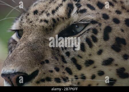 Primo piano ritratto degli occhi e lo sguardo di una bella donna leopardo asiatico Foto Stock